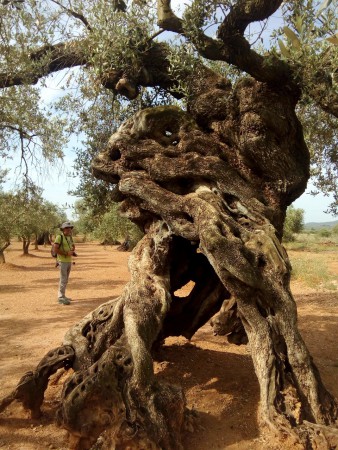 Fonts, Oliveres amb nom i ermita de Santa Isabel. Tot en una volta. Canet Lo Roig
